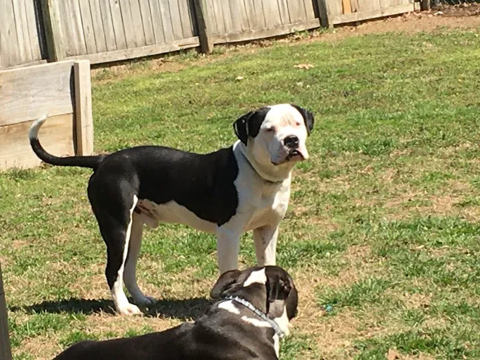 Animal Emergency and Specialty Center of Northwest Arkansas 8
