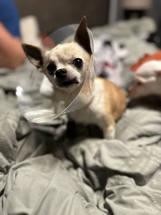 Animal Emergency and Specialty Center of Northwest Arkansas 4