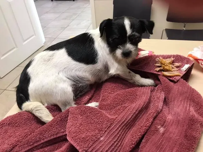 Animal Emergency and Specialty Center of Northwest Arkansas 3