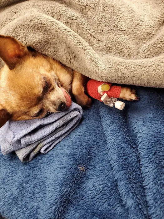Animal Emergency and Specialty Center of Northwest Arkansas 9
