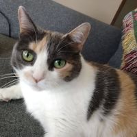 Davis Animal Hospital ico