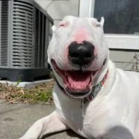 Springdale Animal Hospital ico