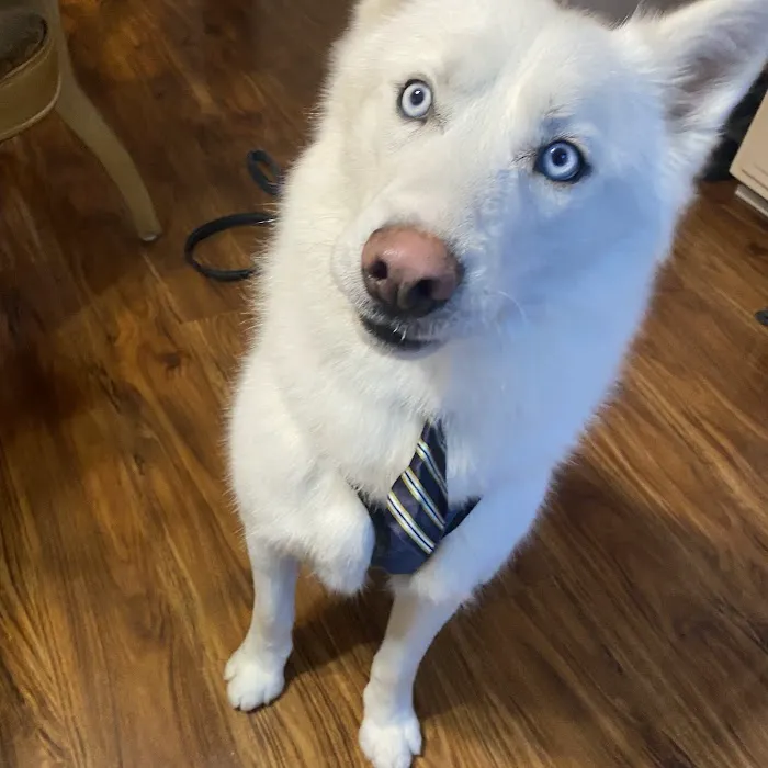 Springdale Animal Hospital 5