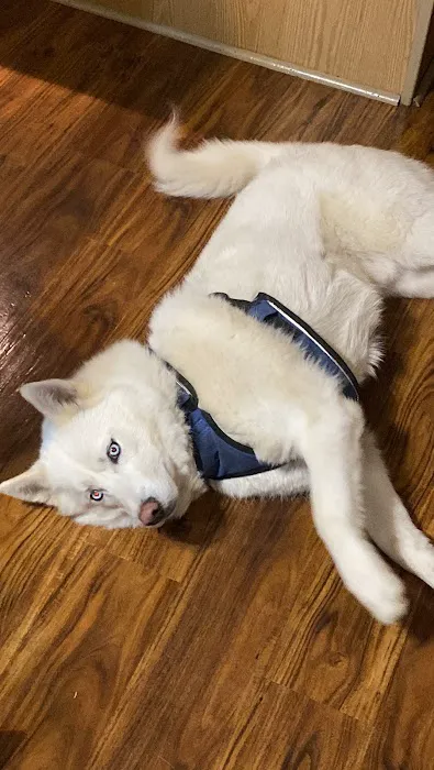 Springdale Animal Hospital 2