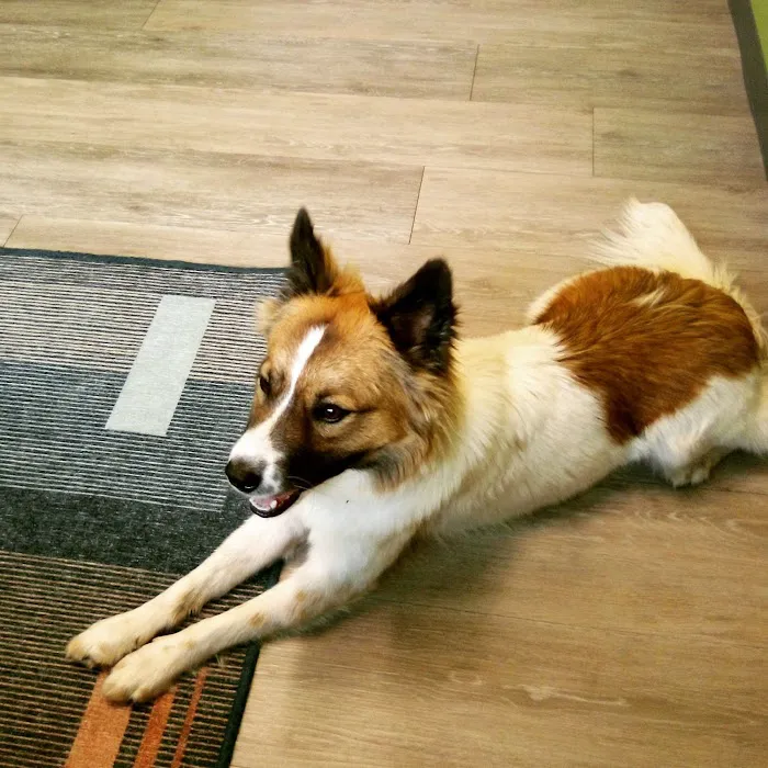 Mount Comfort Veterinary Care 10