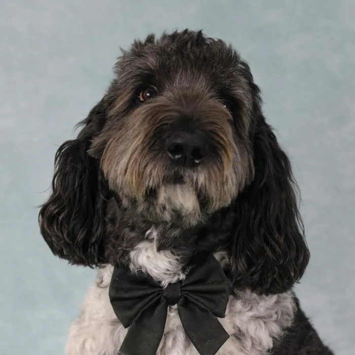Mount Comfort Veterinary Care 1