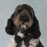 Mount Comfort Veterinary Care ico