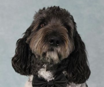 Mount Comfort Veterinary Care