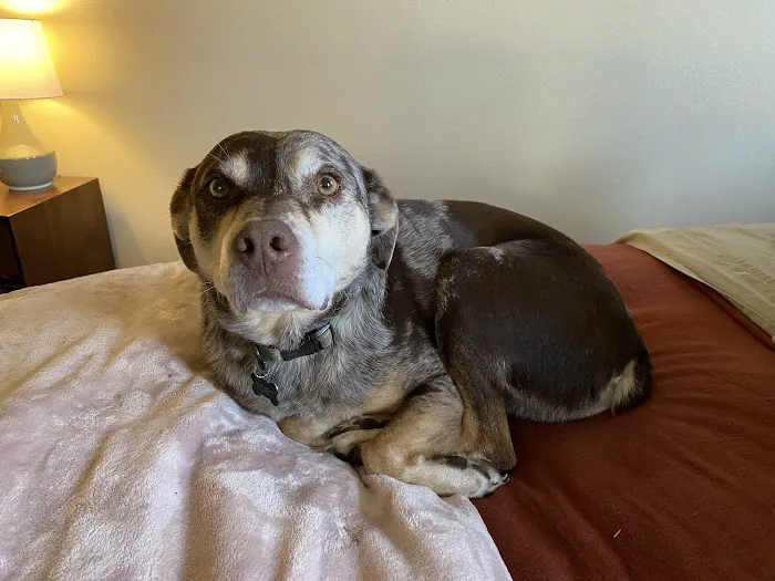 Mount Comfort Veterinary Care 8