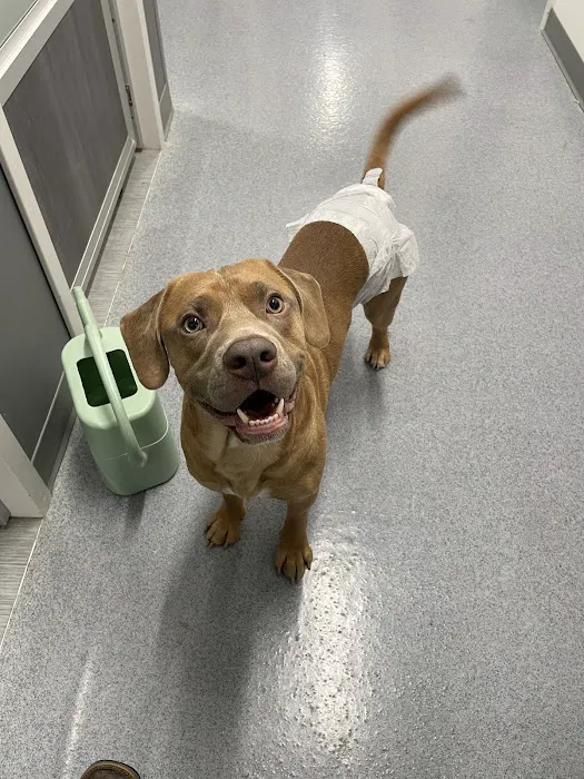 Spay Arkansas 3