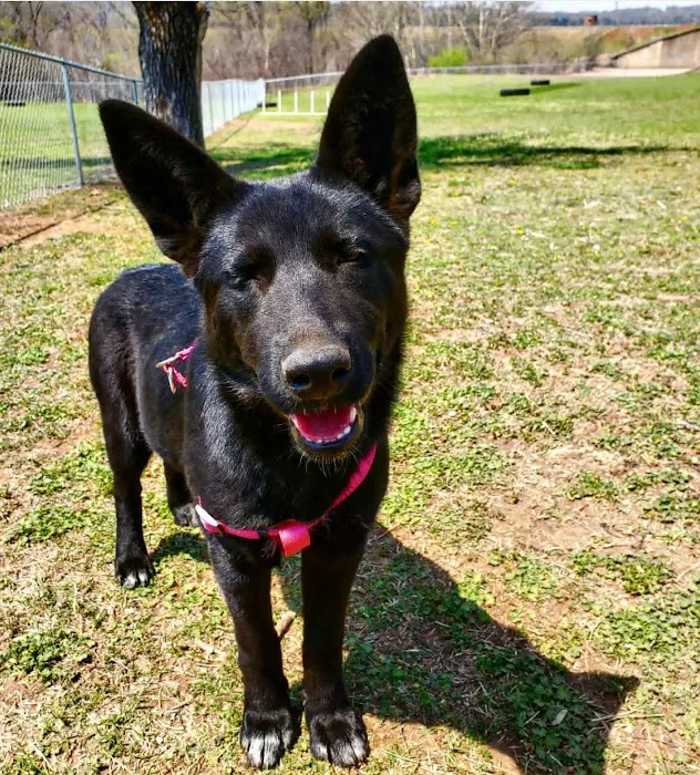Spay Arkansas 2