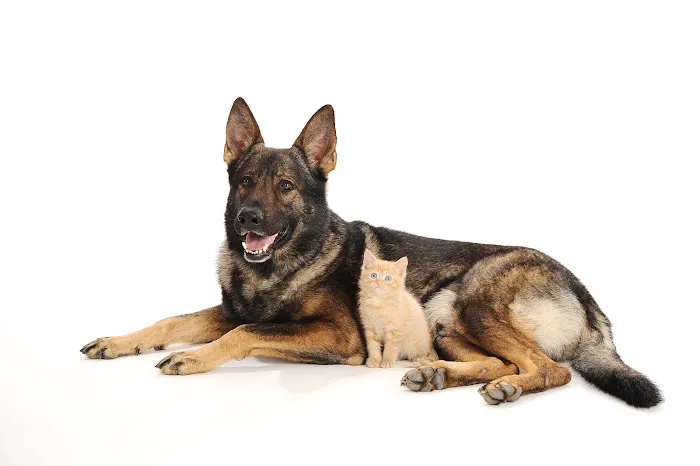 Southwest Pet Hospital 8