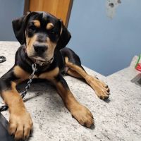 Lowell Vet Center ico
