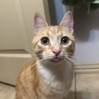 St Francis Animal Hospital ico
