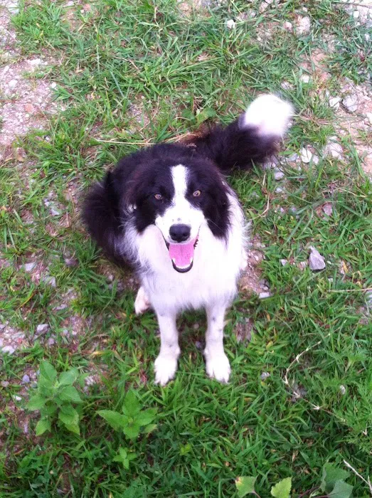 Todd County Animal Clinic, Inc. 9