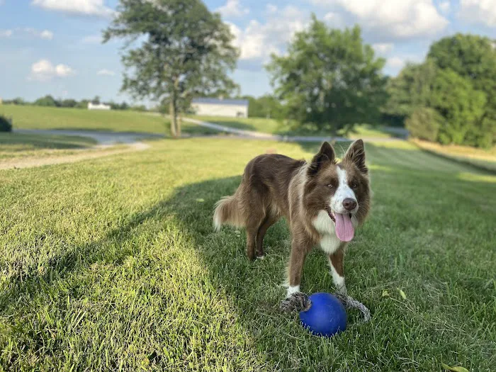 Todd County Animal Clinic, Inc. 5