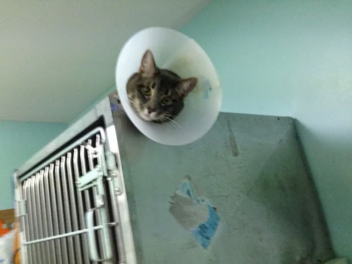 Todd County Animal Clinic, Inc. 4