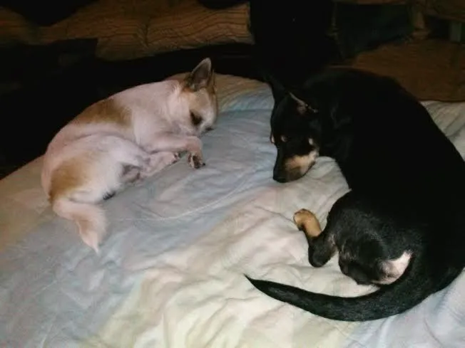 Palm Plaza Pet Hospital 2