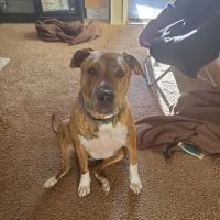 Palm Plaza Pet Hospital ico