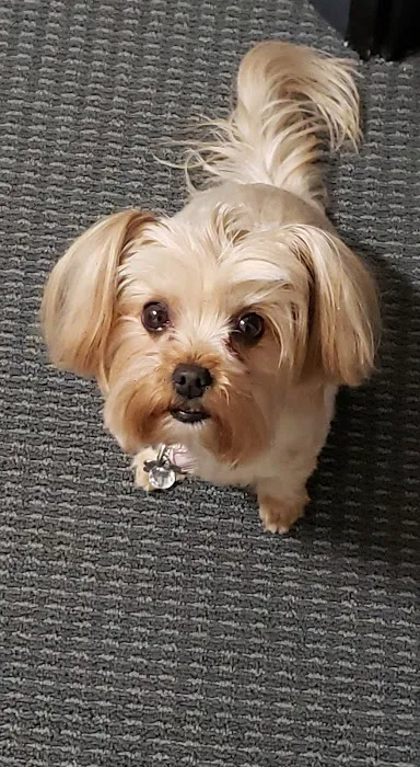 Palm Plaza Pet Hospital 8