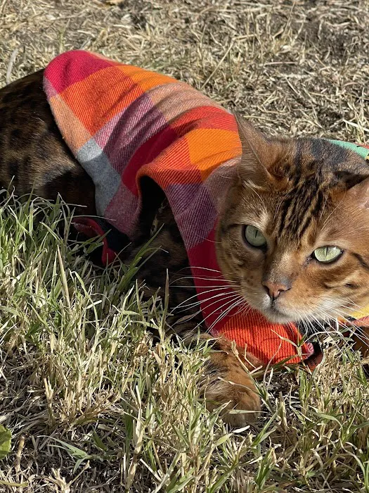 High Desert Animal Care Hospital 9