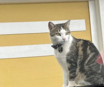 High Desert Animal Care Hospital