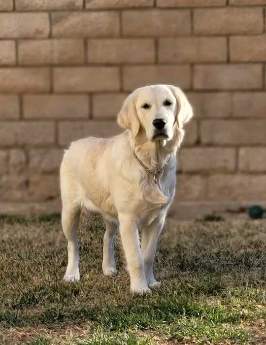 High Desert Animal Care Hospital 10