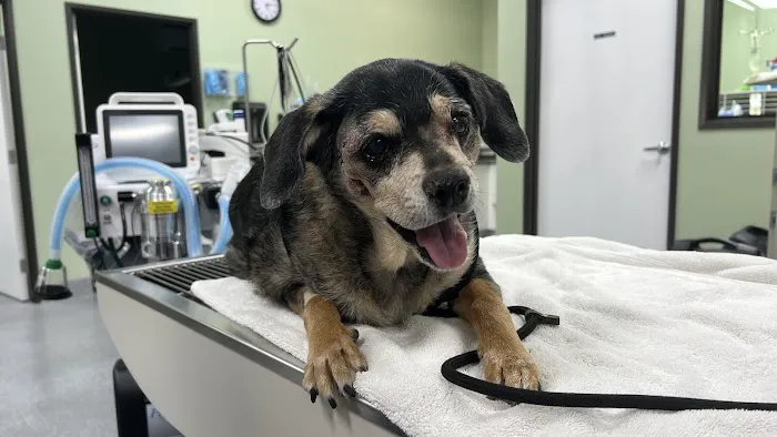 Greater Good Veterinary Care 3