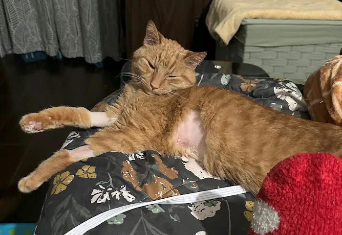 Greater Good Veterinary Care 7
