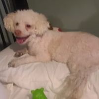 Greater Good Veterinary Care ico