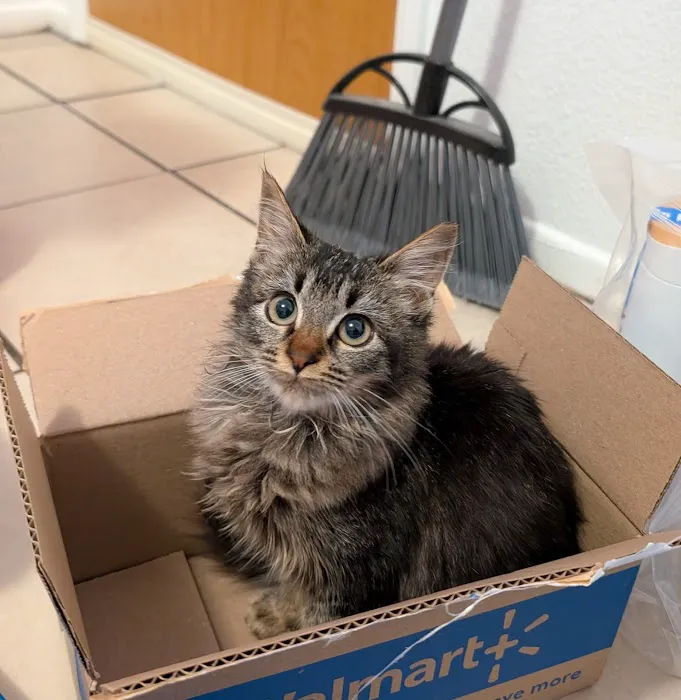 Greater Good Veterinary Care 4