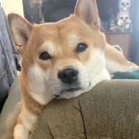 Lancaster Pet Clinic ico