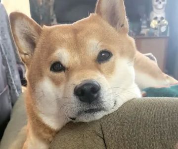 Lancaster Pet Clinic