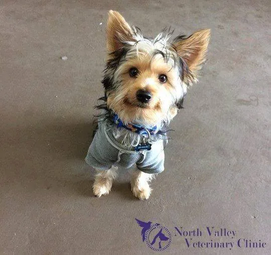 North Valley Veterinary Clinic: Bosma Larry F DVM 9
