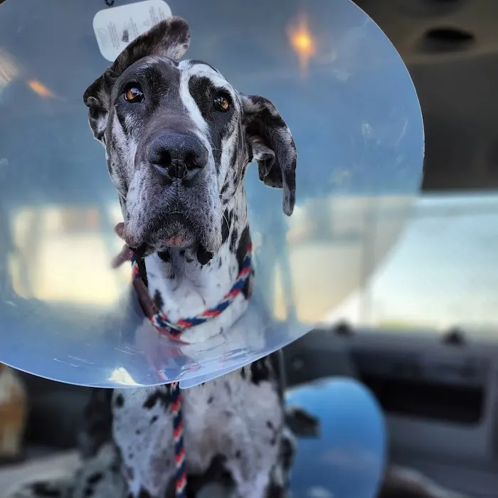 North Valley Veterinary Center And Boarding 6