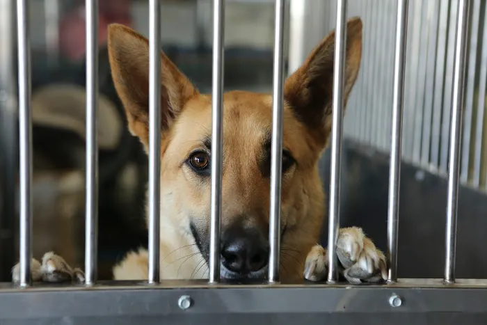 North Valley Veterinary Center And Boarding 10