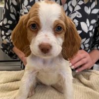The Village Veterinary Hospital ico