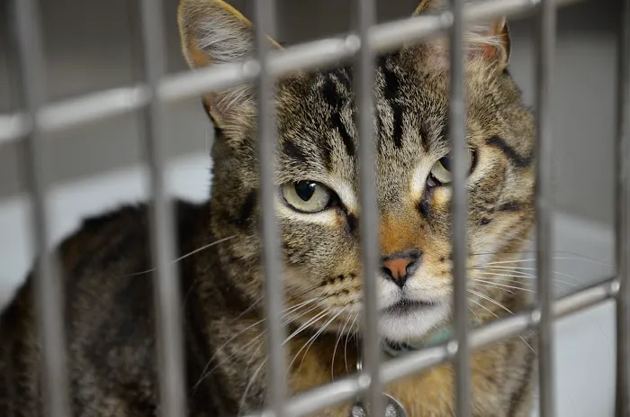 Anza Animal Clinic 1