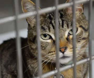 Anza Animal Clinic