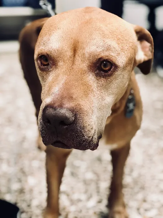 Anza Animal Clinic 6