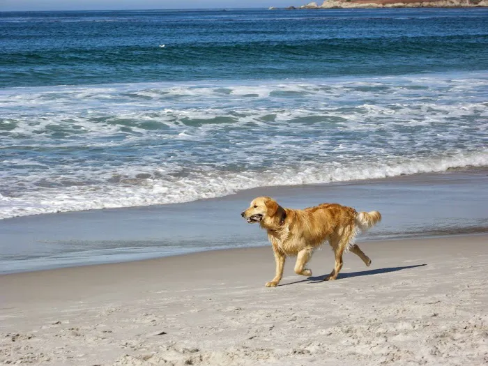 Pacific Palisades Veterinary Center 3