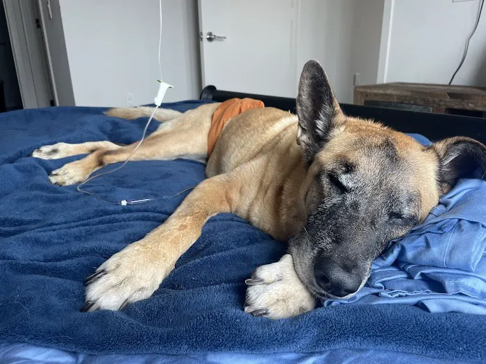 Malibu Vet Clinic 6