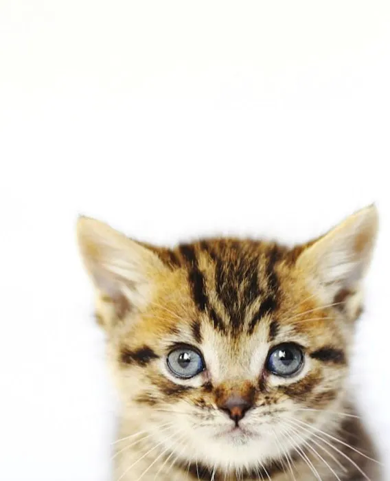 Malibu Vet Clinic 4