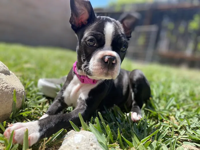 Conejo Valley Veterinary Hospital 6