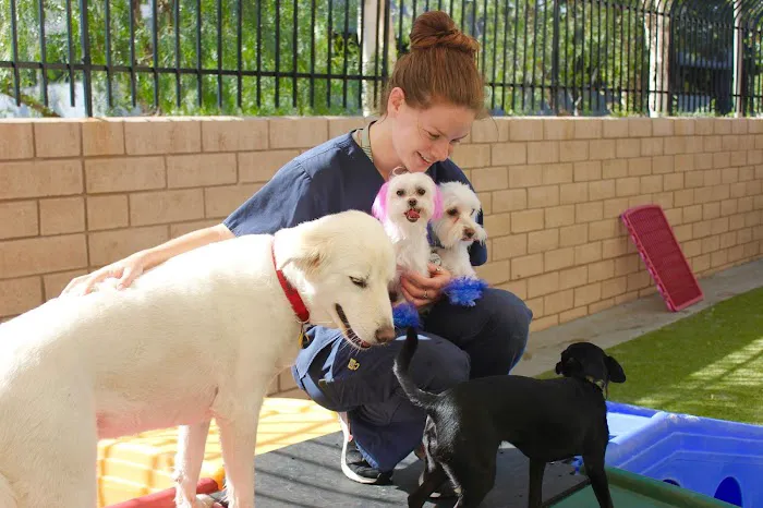 Conejo Valley Veterinary Hospital 10