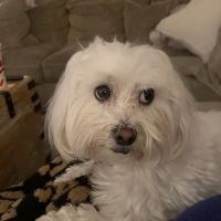 Conejo Valley Veterinary Hospital ico