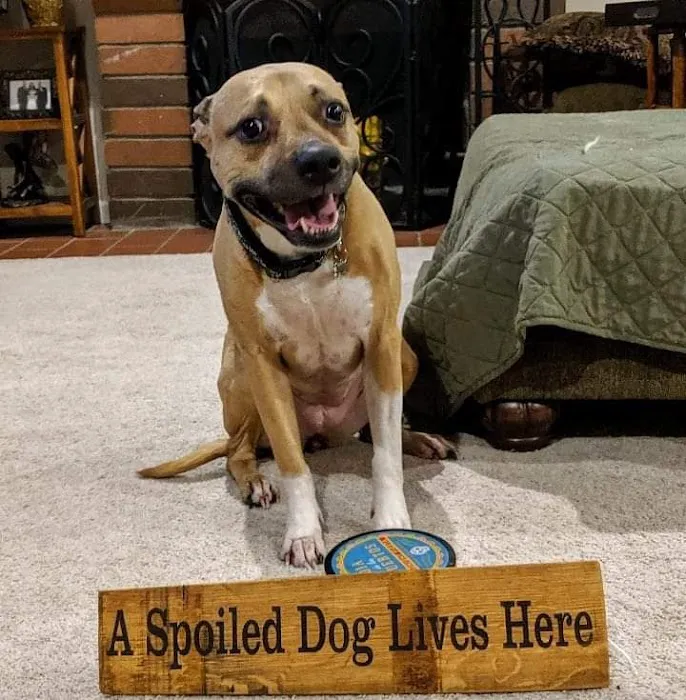 Conejo Valley Veterinary Hospital 5