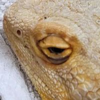 Skyline Animal Hospital ico