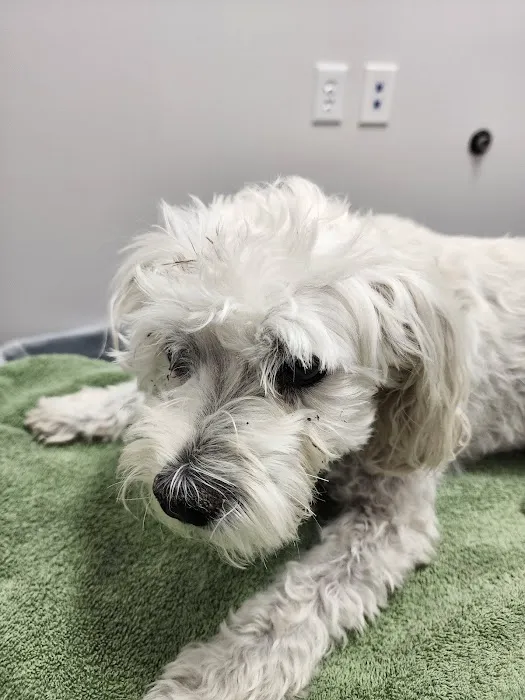 Skyline Animal Hospital 4