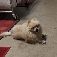 Paw Works Veterinary Hospital ico